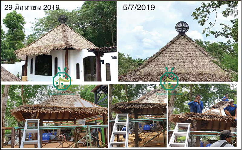 Algunas fotos de primer plano para proyectos de techado de paja lodge makuti